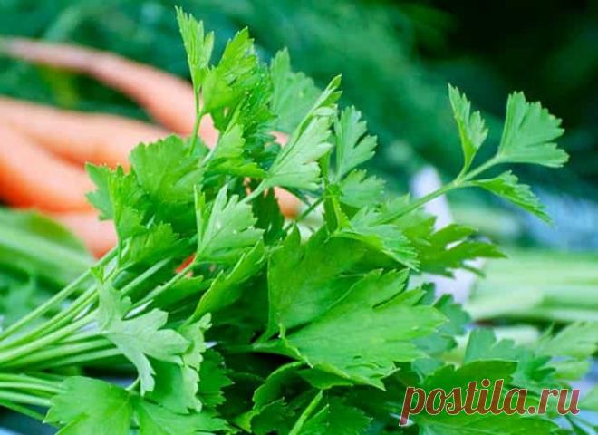 Чем подкормить петрушку для роста: лучшие удобрения, если не всходит или плохо растет, какие удобрения и как вносить Петрушка – один из лучших пряных растений, который имеет множество полезных свойств.
Ее употребляют в пищу как в сыром виде, так и в качестве добавки к различным блюдам.
Также петрушка широко используется