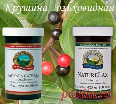 Крушина ольховидная. В чем польза для здоровья/ Крушина ольховидная (Frangula ainus ). Не знаю, многие ли из вас, мои дорогие читатели, слышали об этом растении, хотя наверно видели это деревце с мелкими ягодками, вначале красного, затем черного цвета. Произрастает крушина ольховидная почти по всей Европе, а также в южных районах Западной Сибири, Центральной и Южной Америке.