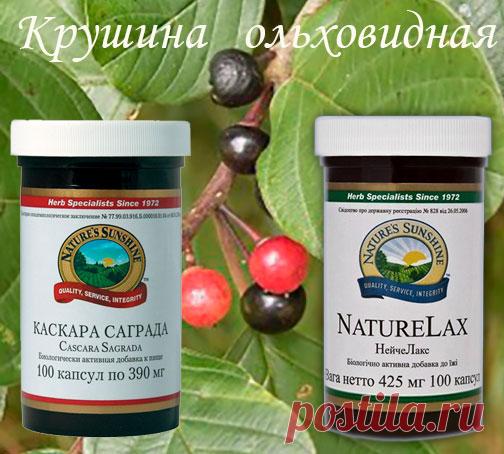 В чем польза для здоровья крушины.Применение полезных свойств растения в БАД НСП