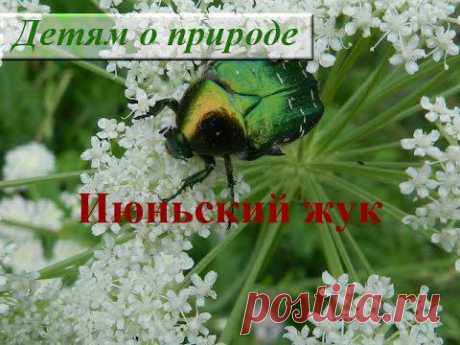 Интересное о насекомых. Июньский жук - YouTube