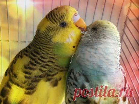 Пророщенная пшеница  волнистым попугайчикам. wheat germ budgies.