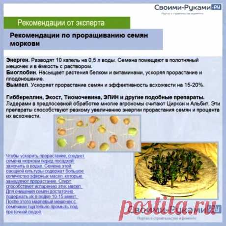 Рекомендации по проращиванию семян моркови
