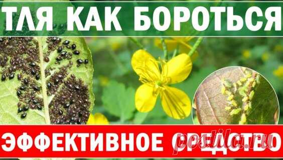 тля боится как огня - Яндекс.Видео