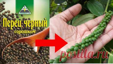 Как вырастить ДОМА черный перец из ПАЧКИ Друзья, из пачки черного перца горошком можно вырастить шикарную лиану, которая будет радовать как комнатное растение, да к тому же даст урожай.✔Делитесь пожалуйста этим видео с друзьями, им тоже это пригодится!!!