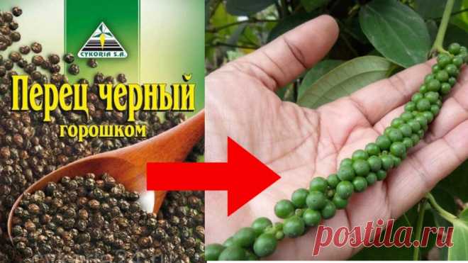 Как вырастить ДОМА черный перец из ПАЧКИ Друзья, из пачки черного перца горошком можно вырастить шикарную лиану, которая будет радовать как комнатное растение, да к тому же даст урожай.✔Делитесь пожалуйста этим видео с друзьями, им тоже это пригодится!!!