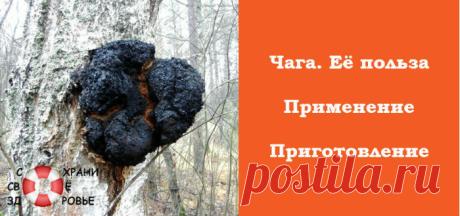 Чага. Полезные свойства и противопоказания, применение