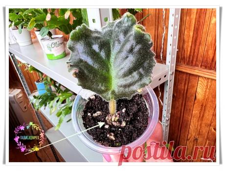 Мой способ укоренения листа фиалки снова без осечек сработал: уже через 1,5 месяца детки повыскакивали