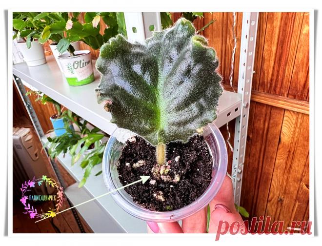 Мой способ укоренения листа фиалки снова без осечек сработал: уже через 1,5 месяца детки повыскакивали