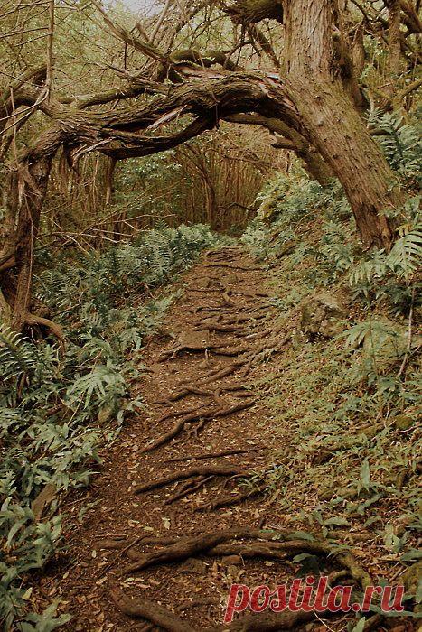 легенды о дереве