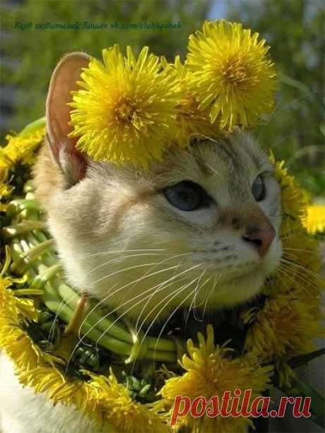 Кот (Котофул комьюнити): Мисс Весна! Красотка, просто загляденье!... - nadegdacherepaschuk@gmail.com - Gmail