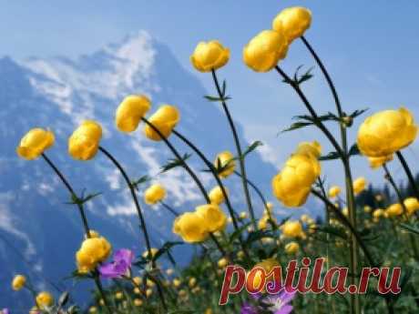 Обои с тегом Желтый. Лучше фото, картинки и заставки на рабочий стол