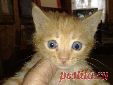 Моя кошечка Руся.