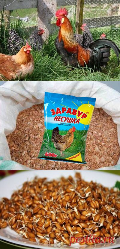 Как повысить яйценоскость кур: причины и зависимость яйценоскости от кормления птицы