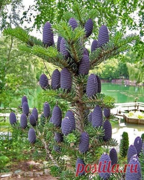 Хрустальная Королева: Ты пиши, я действительно все читаю, Только слов не находится для ответа.