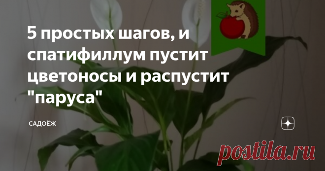5 простых шагов, и спатифиллум пустит цветоносы и распустит 