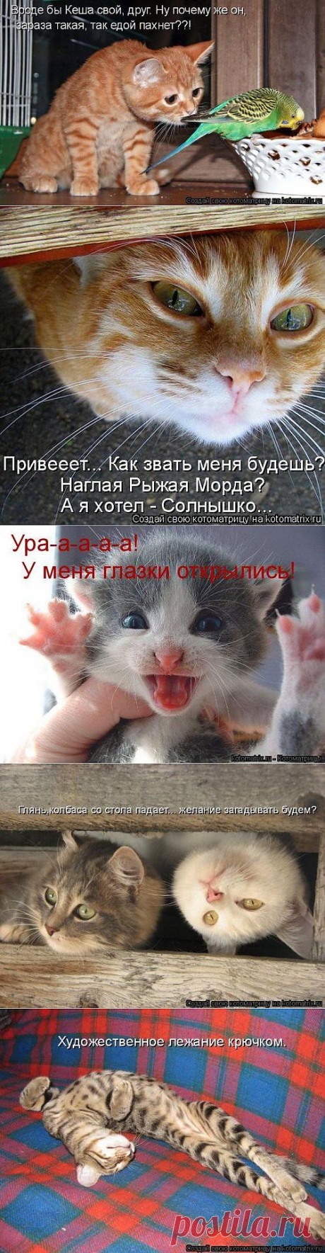Интересная котоматрица / Питомцы