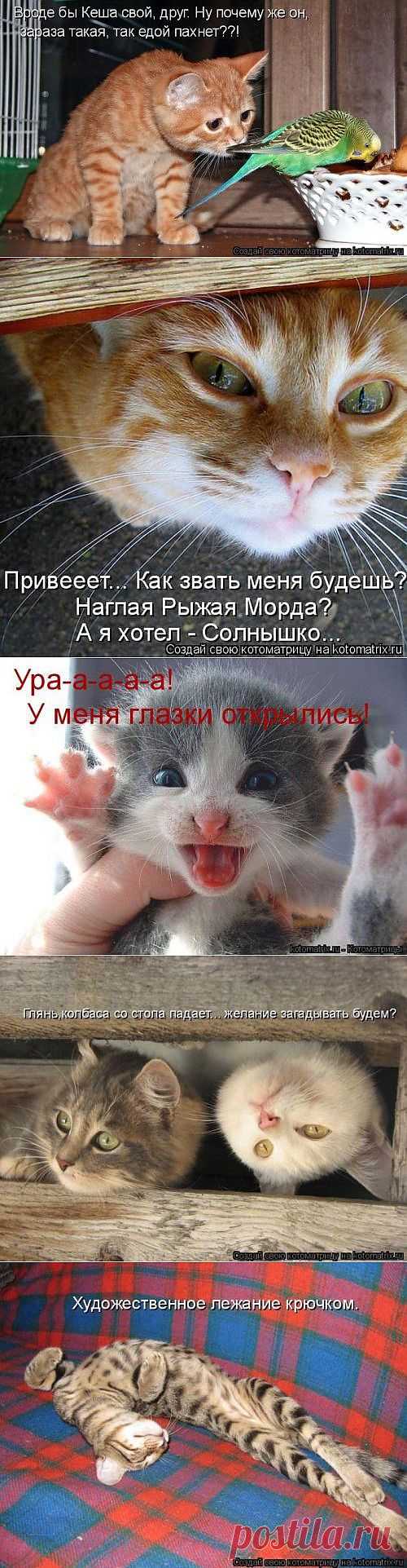 Интересная котоматрица / Питомцы