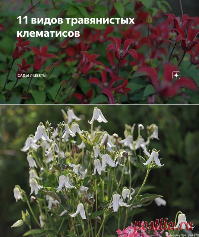 11 видов травянистых клематисов | Сады и цветы | Яндекс Дзен