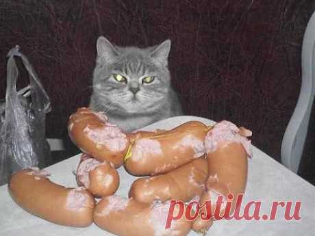 Коты, которые пытались что-то украсть
