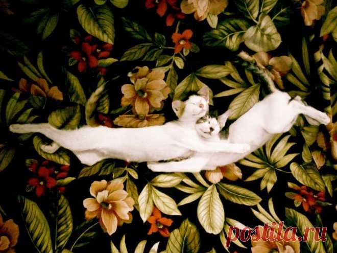 25 вещей, которые кошки делают, как люди | Живой фотоблог