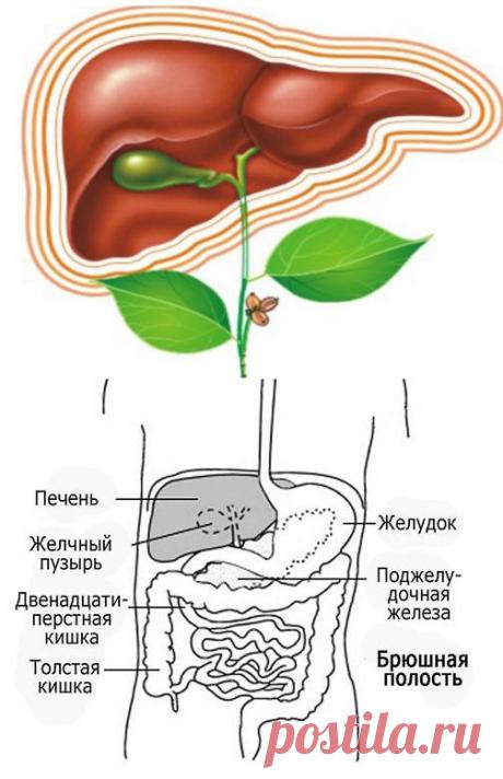 Печень: функции, болезни и методы лечения / Будьте здоровы
