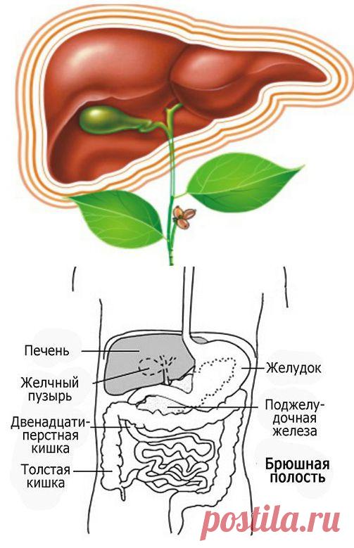 Печень: функции, болезни и методы лечения / Будьте здоровы