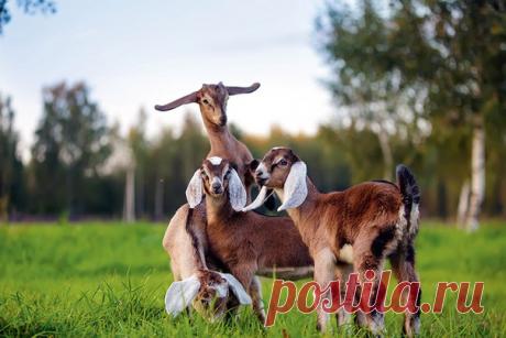 Страусы на монастырском подворье, Эдит Пиаф в коровнике и африканские сомы в историческом немецком имении XIX века – рассказываем о лучших фермерских хозяйствах вокруг двух столиц.