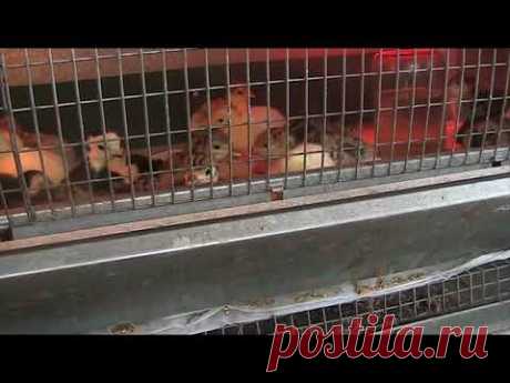 Разведение индейки с нуля! Часть-12. // Секреты хороших урожаев.