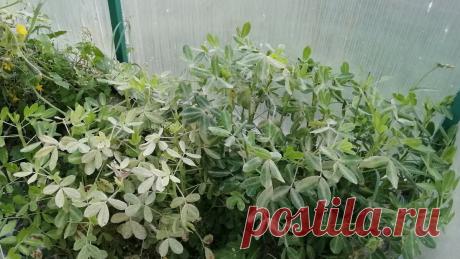 Весной посадила южное растение - арахис у себя на огороде (Рязанская область). Показываю, что из этого получилось. | Москвичка в деревне | Яндекс Дзен