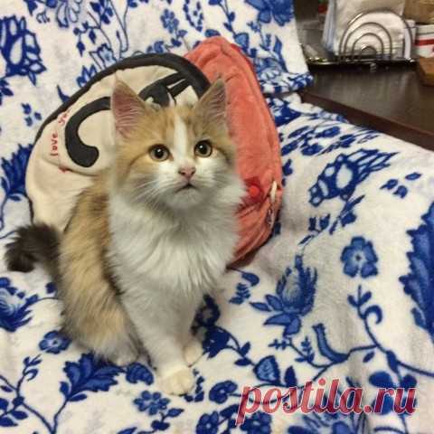 Хорошо, что мы услышали его тихий хрип...