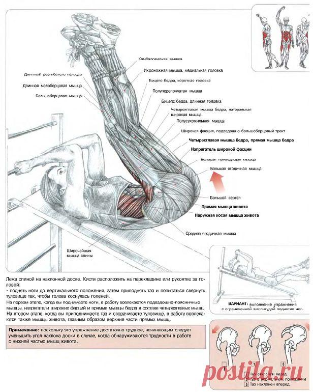 Подъем ног, лежа на наклонной скамье