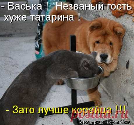 Котоматрица: -Васька !  Незваный гость  хуже татарина !