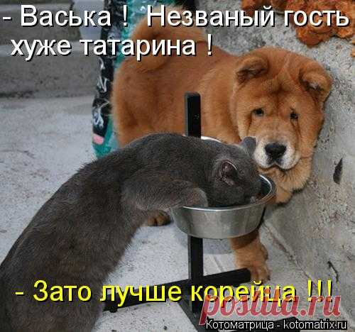 Котоматрица: -Васька !  Незваный гость  хуже татарина !