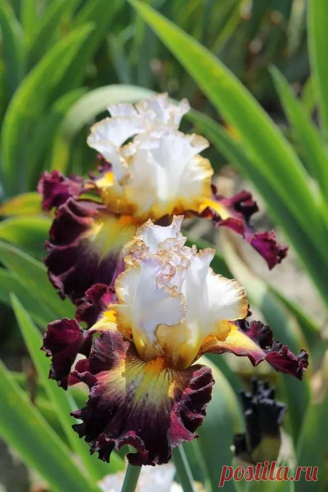 Iris 'Superhero' Ирисы Экзотические цветы, Ирисы и Красивые цветы в Яндекс.Коллекциях