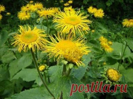 Народные средства с девясилом высоким