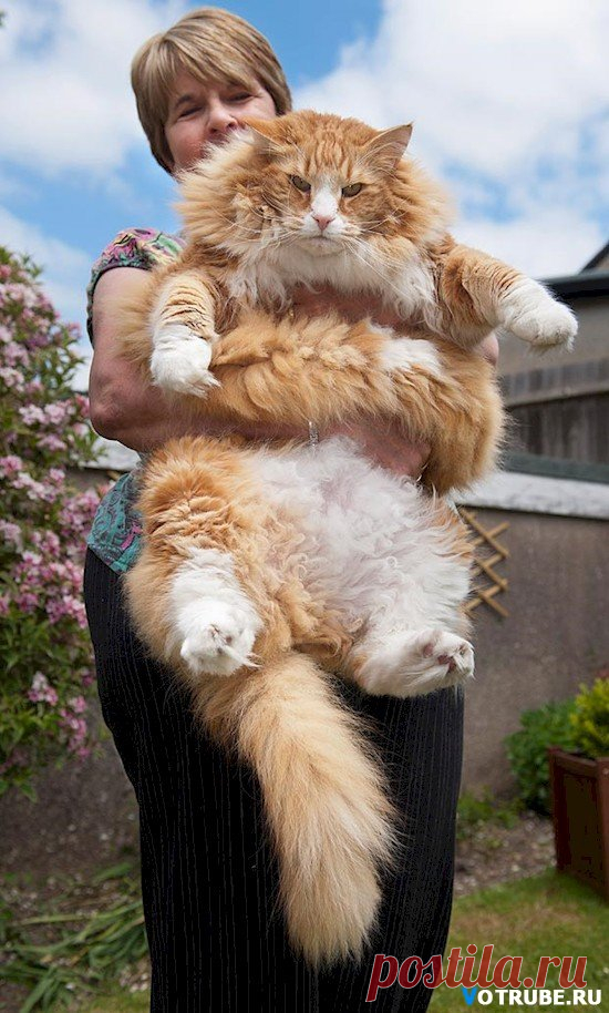 Фотографии больших котов, которые совсем не кажутся домашними питомцами
