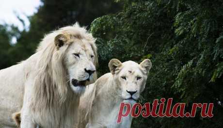 Белый лев – легенда африканских племен