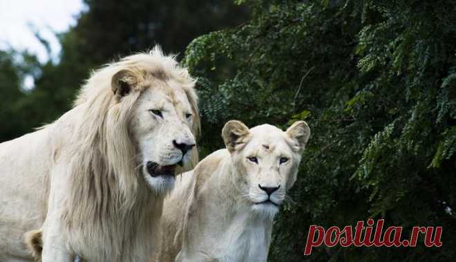 Белый лев – легенда африканских племен