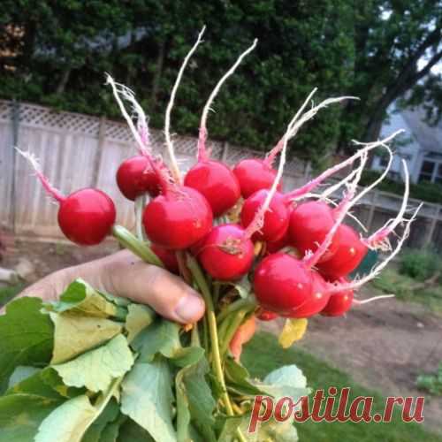 Почему не удается редис?