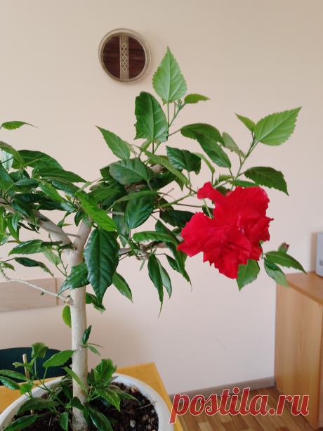 Суданская роза (гибискус): осыпаются листья, что делать? Делюсь опытом. Я уже писала о своей любимой суданской розе, хочу еще поделиться интересным опытом. Думаю, информация будет полезной для тех, кто сталкивался с подобными проблемами при выращивании этого прекрасного...