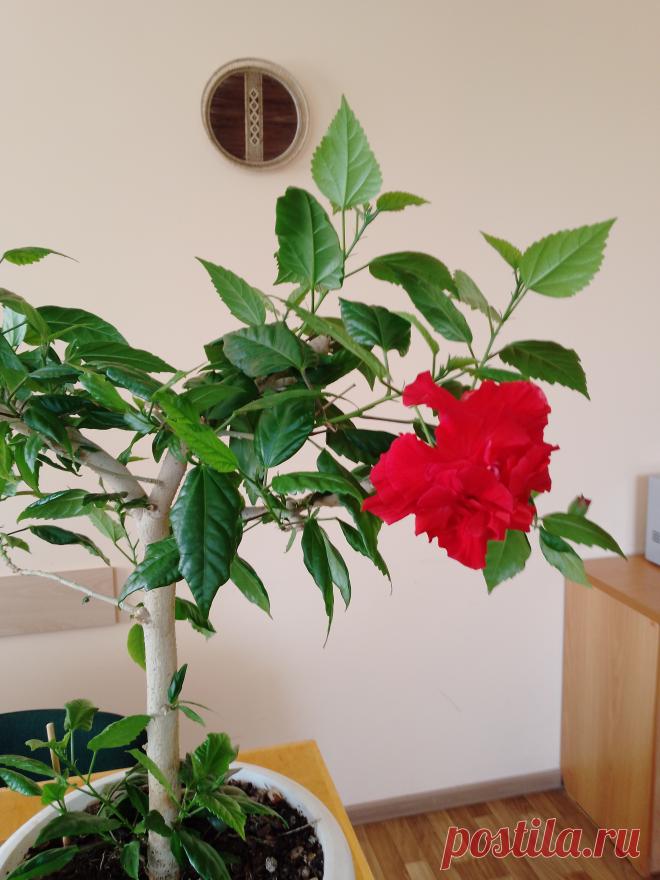 Суданская роза (гибискус): осыпаются листья, что делать? Делюсь опытом. Я уже писала о своей любимой суданской розе, хочу еще поделиться интересным опытом. Думаю, информация будет полезной для тех, кто сталкивался с подобными проблемами при выращивании этого прекрасного...