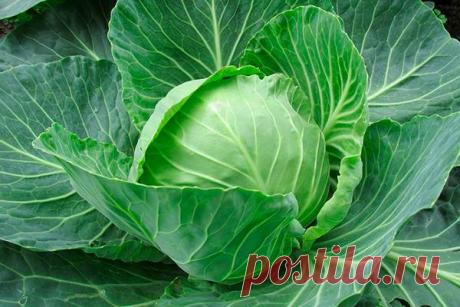 Топ-10 продуктов с высоким содержанием кальция