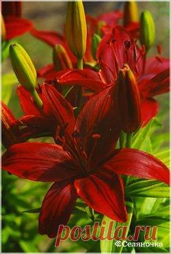 «Царица полей» на вашем участке » Селяночка - портал для фермеров, сельское хозяйство, животноводство, птицеводство, пчеловодство, земледелие, рыбоводство, грибоводство, форум фермеров