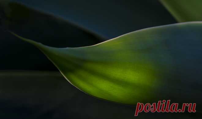 Shapes In Green