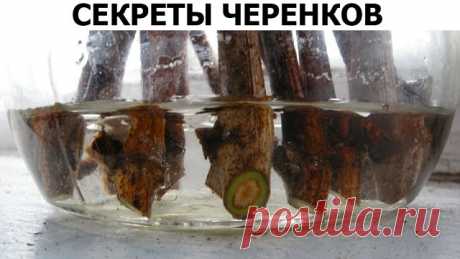 (2) Одноклассники