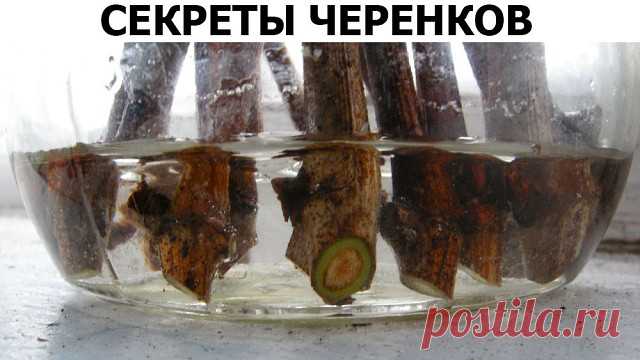 (2) Одноклассники