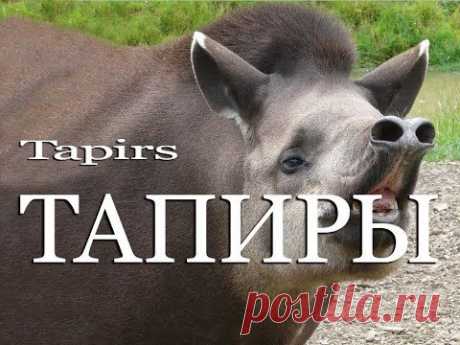 Тапиры — Тapirs1 - YouTube
Тапиры — Tapirs, внешне очень напоминают домашних свиней, но только внешне!..