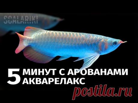 5 минут с Арованами - YouTube