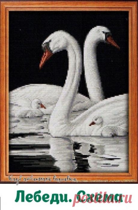 ​Лебединая семья