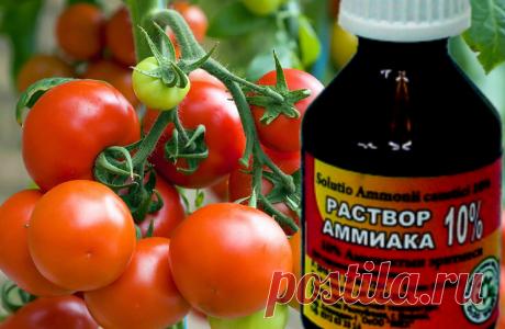 Нашатырь выступает не только в роли подкормки, но и защищает помидоры от вредителей. Перед обработкой следует узнать, как действует нашатырь, какую дозировку стоит соблюдать при приготовлении рабочего раствора, чтобы не навредить кустам.